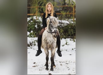 Galés-A, Caballo castrado, 4 años, 113 cm, Atigrado/Moteado