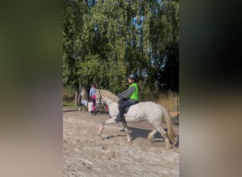 Galés-A, Caballo castrado, 4 años, 115 cm, Tordo