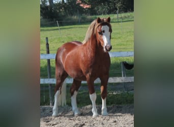 Galés-A, Caballo castrado, 4 años, 117 cm, Alazán