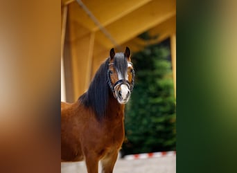 Galés-A, Caballo castrado, 4 años, 117 cm, Castaño