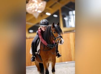 Galés-A, Caballo castrado, 4 años, 117 cm, Castaño