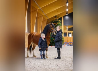 Galés-A, Caballo castrado, 4 años, 117 cm, Castaño