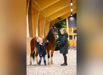 Galés-A, Caballo castrado, 4 años, 117 cm, Castaño