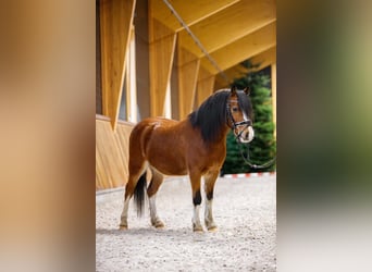 Galés-A, Caballo castrado, 4 años, 117 cm, Castaño