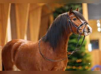 Galés-A, Caballo castrado, 4 años, 117 cm, Castaño