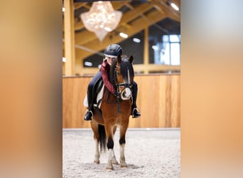 Galés-A, Caballo castrado, 4 años, 117 cm, Castaño