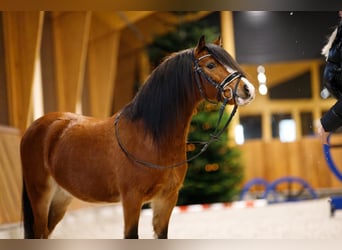 Galés-A, Caballo castrado, 4 años, 117 cm, Castaño