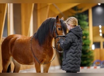 Galés-A, Caballo castrado, 4 años, 117 cm, Castaño