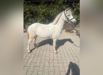 Galés-A, Caballo castrado, 4 años, 117 cm, Tordo