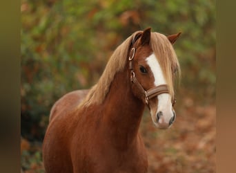 Galés-A, Caballo castrado, 4 años, 118 cm, Alazán