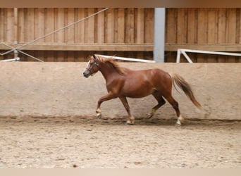 Galés-A, Caballo castrado, 4 años, 120 cm, Alazán