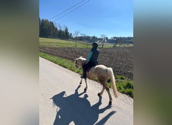 Galés-A, Caballo castrado, 4 años, 120 cm, Palomino