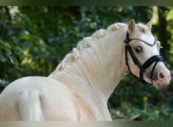 Galés-A, Caballo castrado, 4 años, 120 cm, Palomino