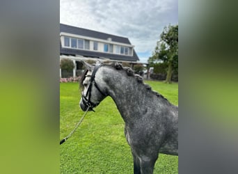 Galés-A, Caballo castrado, 4 años, 120 cm, Porcelana