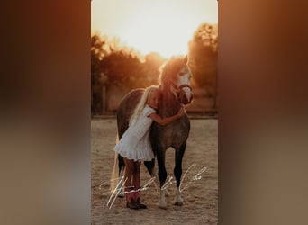 Galés-A, Caballo castrado, 4 años, 120 cm, Tordo