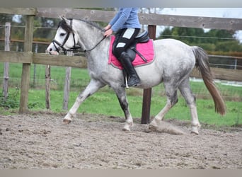 Galés-A, Caballo castrado, 4 años, 120 cm, Tordo