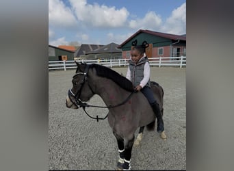 Galés-A, Caballo castrado, 4 años, 121 cm, Bayo