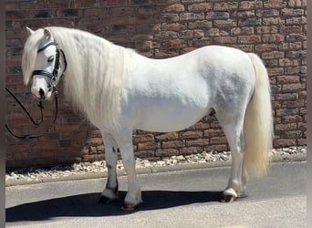 Galés-A, Caballo castrado, 4 años, 122 cm, Tordo