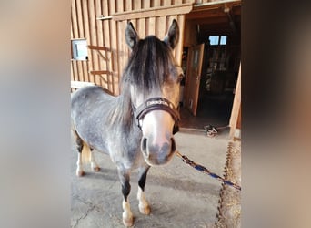 Galés-A, Caballo castrado, 4 años, 122 cm, Tordo rodado