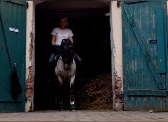Galés-A, Caballo castrado, 4 años, 122 cm, Tordo ruano