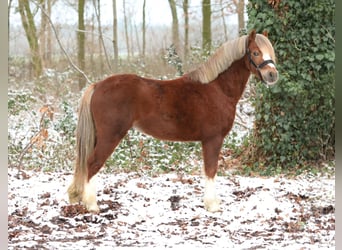 Galés-A, Caballo castrado, 4 años, 123 cm, Alazán