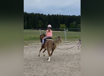 Galés-A, Caballo castrado, 4 años, 123 cm, Castaño claro