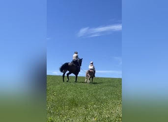 Galés-A, Caballo castrado, 4 años, 123 cm, Castaño claro
