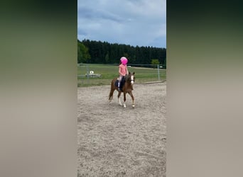 Galés-A, Caballo castrado, 4 años, 123 cm, Castaño claro