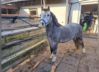 Galés-A, Caballo castrado, 4 años, 123 cm, Tordo rodado