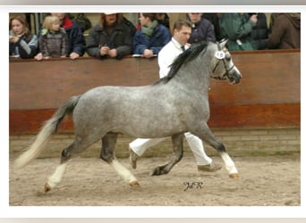 Galés-A, Caballo castrado, 4 años, 124 cm, Porcelana