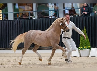 Galés-A, Caballo castrado, 4 años, 124 cm, Ruano alazán