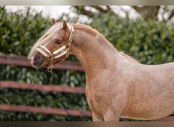 Galés-A, Caballo castrado, 4 años, 124 cm, Ruano alazán