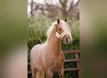 Galés-A, Caballo castrado, 4 años, 124 cm, Ruano alazán