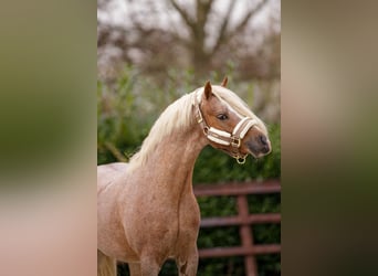 Galés-A, Caballo castrado, 4 años, 124 cm, Ruano alazán