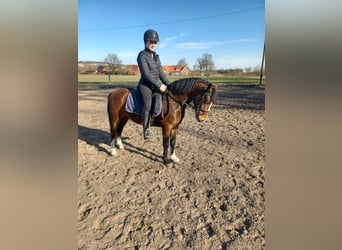 Galés-A Mestizo, Caballo castrado, 4 años, 125 cm, Castaño