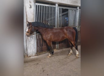 Galés-A Mestizo, Caballo castrado, 4 años, 125 cm, Castaño