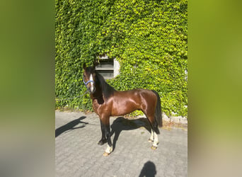 Galés-A Mestizo, Caballo castrado, 4 años, 125 cm, Castaño