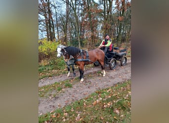 Galés-A Mestizo, Caballo castrado, 4 años, 125 cm, Castaño