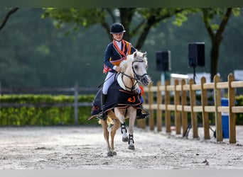 Galés-A Mestizo, Caballo castrado, 4 años, 125 cm, Palomino