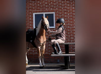 Galés-A, Caballo castrado, 4 años, 126 cm, Alazán rojizo