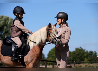 Galés-A, Caballo castrado, 4 años, 126 cm, Alazán rojizo