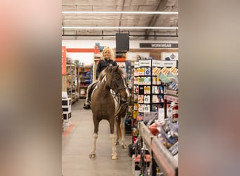 Galés-A Mestizo, Caballo castrado, 4 años, 132 cm, Pío