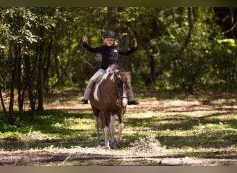 Galés-A Mestizo, Caballo castrado, 4 años, 132 cm, Pío