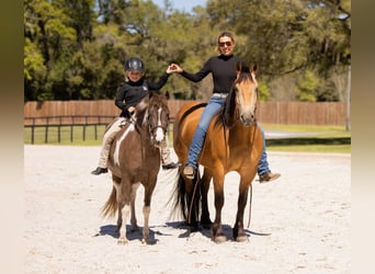 Galés-A Mestizo, Caballo castrado, 4 años, 132 cm, Pío