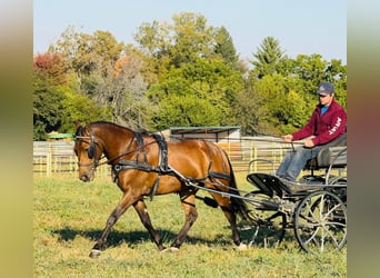 Galés-A Mestizo, Caballo castrado, 4 años, 140 cm, Castaño rojizo