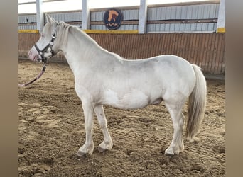 Galés-A, Caballo castrado, 4 años, Cremello