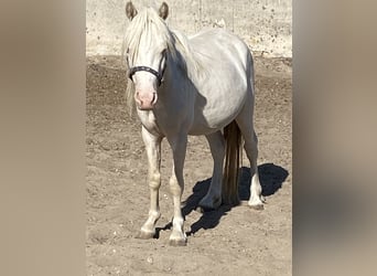 Galés-A, Caballo castrado, 4 años, Cremello