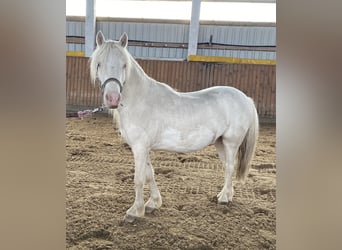 Galés-A, Caballo castrado, 4 años, Cremello