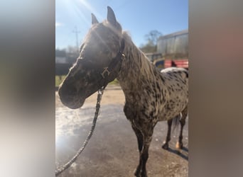 Galés-A, Caballo castrado, 5 años, 114 cm, Atigrado/Moteado