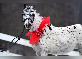 Galés-A, Caballo castrado, 5 años, 114 cm, Atigrado/Moteado